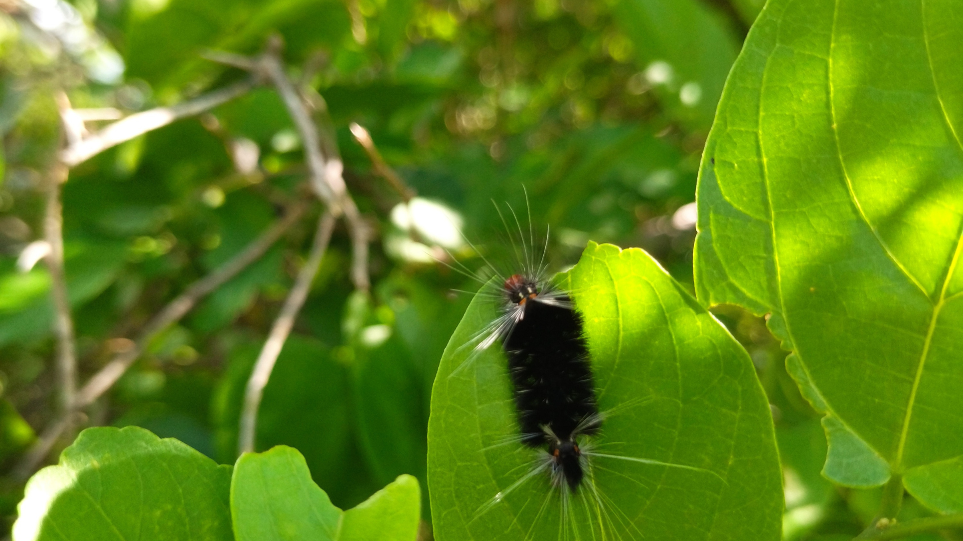 Couple of Hippodamia convergens on a leaf